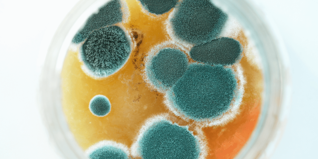 Chronic immune response syndrome