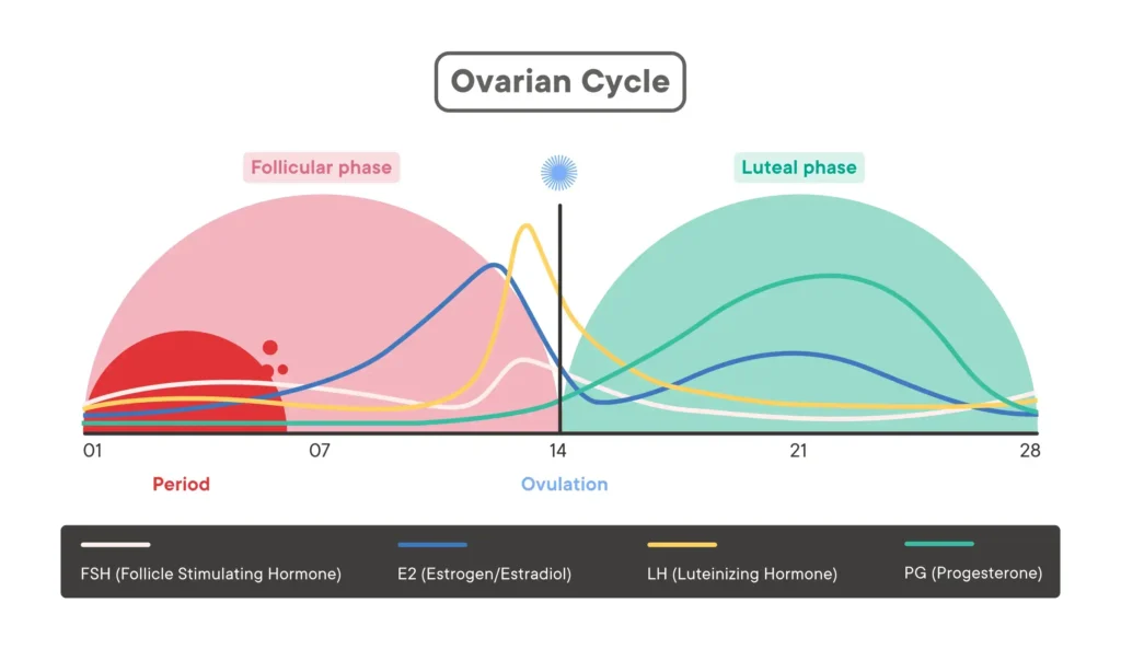 Menstrual Cycle