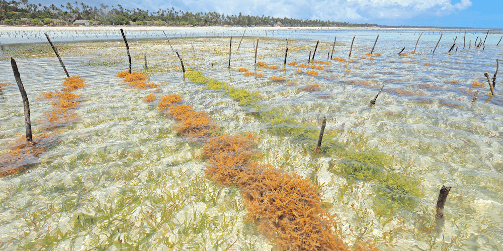 Sea Moss Gel