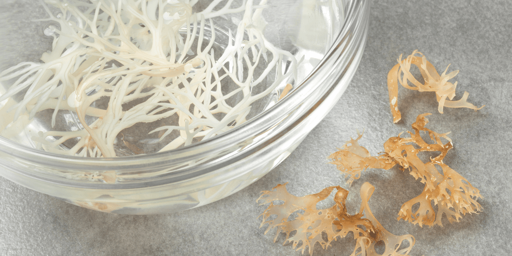 Sea Moss