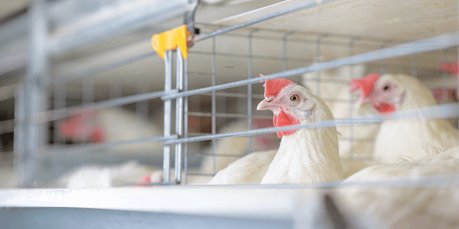 Cage-Free Vs. Free-Range Eggs-