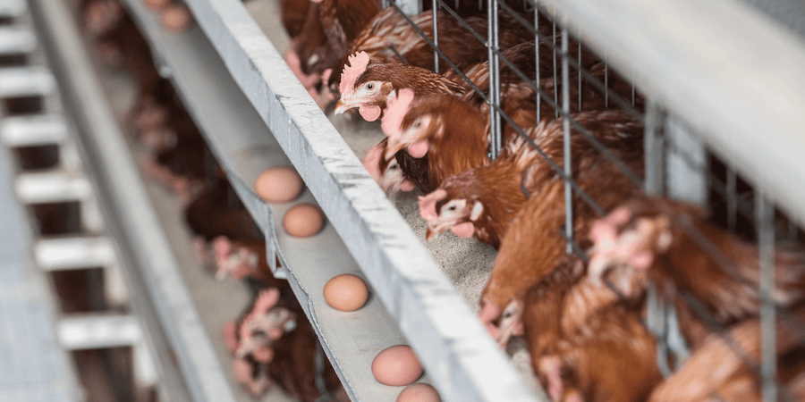 Why Buy Pasture-Raised Eggs-