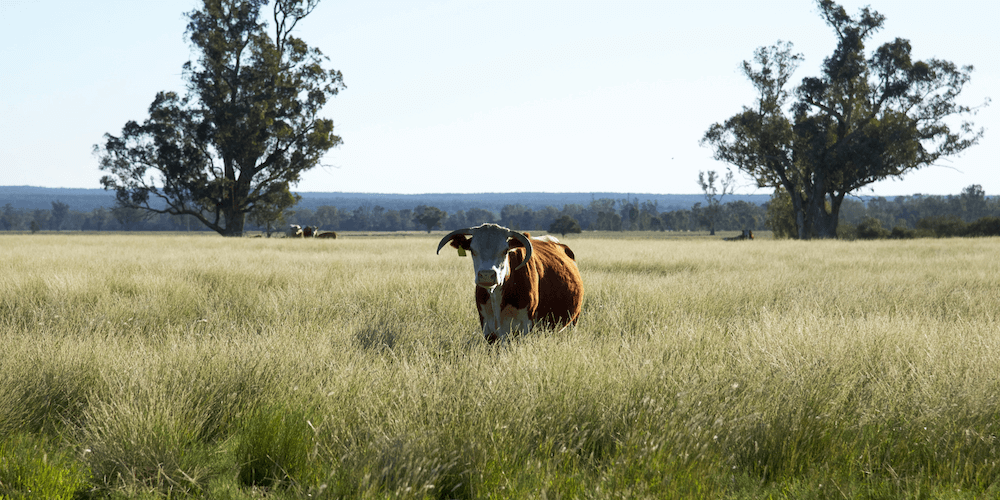 Eat Grass-Fed